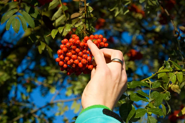 Hand and red rowan — Stock Photo, Image