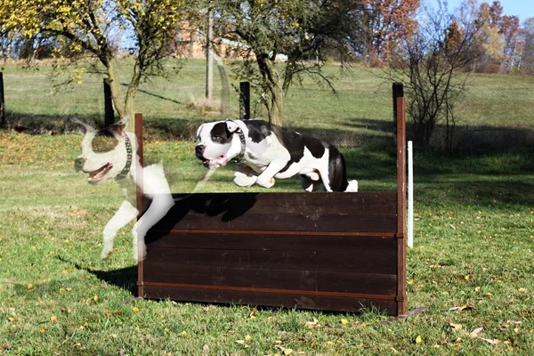 Jumping dog ovre the hurdle — Stock Photo, Image