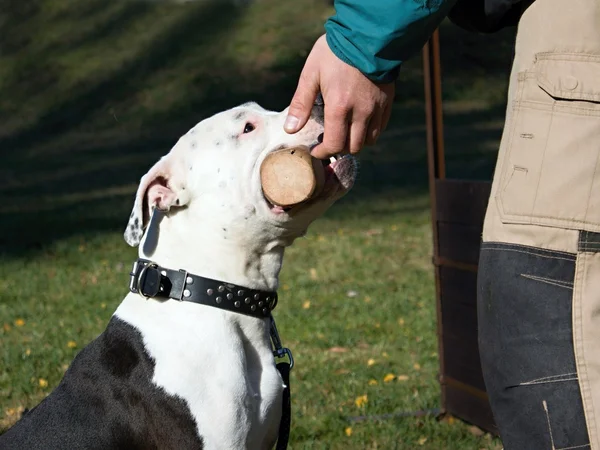 Head of dog — Stock Photo, Image