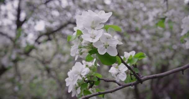 Bloeiende appelbomen — Stockvideo