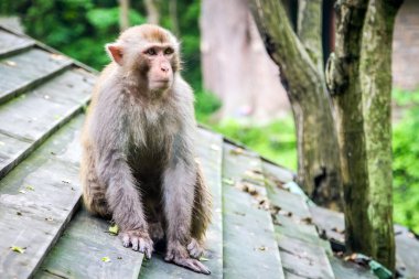 Çin, Wudan manastır, parkta bir maymun