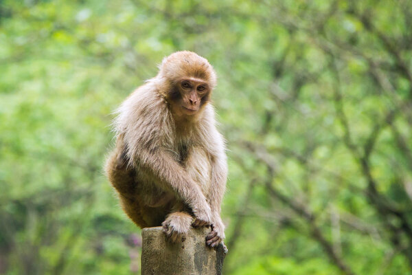China, the Wudang monastery, a monkey in the park
