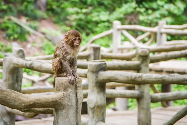 Chine, le monastère de Wudang, petit singe mouillé — Photo