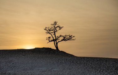 Gün batımında yalnız ağaç. Kış manzarası