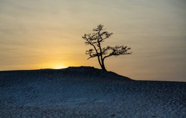 Gün batımında yalnız ağaç. Kış manzarası