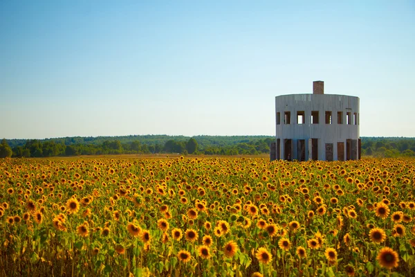 Objeto de arte no campo — Fotografia de Stock