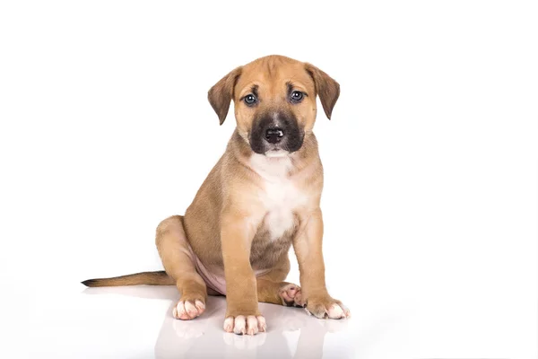 Beyaz arka plan üzerinde oturan Pitbull köpek yavrusu