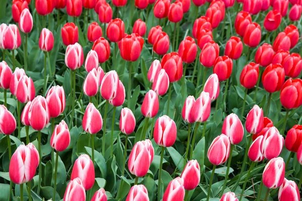 Field of unusual red tulips in the spring — Stock Photo, Image