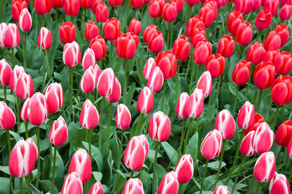 Field of unusual red tulips in the spring