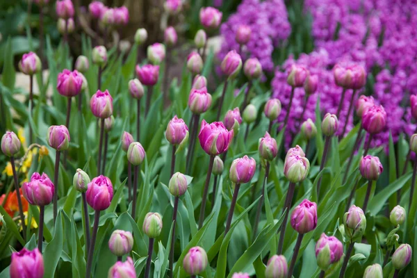 Field of purple tulips in the spring — Stock Photo, Image