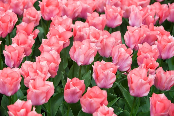 Field of tulips in the spring — Stock Photo, Image