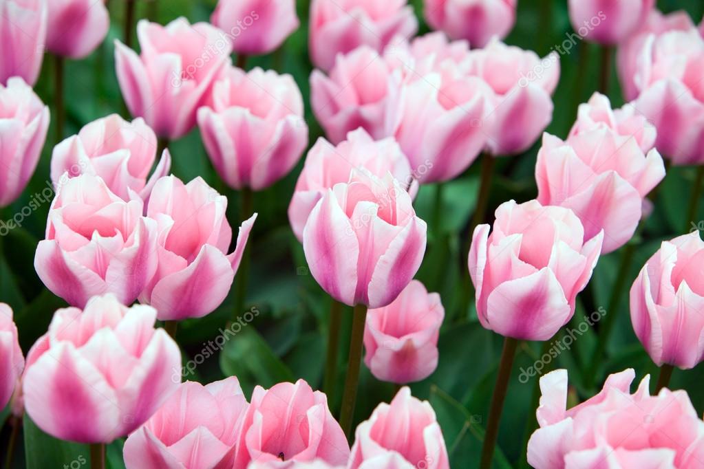 Field of unusual pink tulips in the spring
