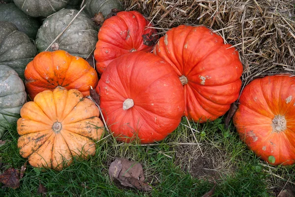 Colorful pumpkins decorated on straw — Stock Photo, Image