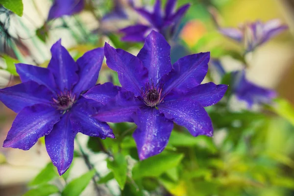 A beautiful  clematis blooming — Stock Photo, Image