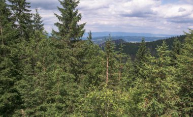 Dağlardaki kozalaklı orman. Polonya Tatra Dağları sık ağaçlarla kaplı. Zakopane 'e bak. Dağ yolu.