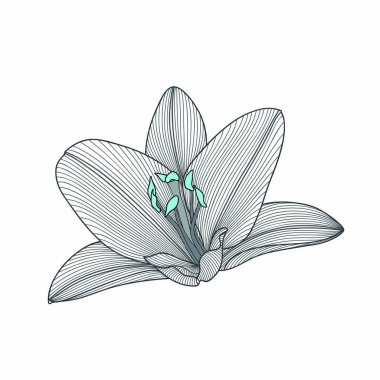 Soyut el yapımı çiçek zambağı. Tasarım elementi. Vektör illüstrasyonu.