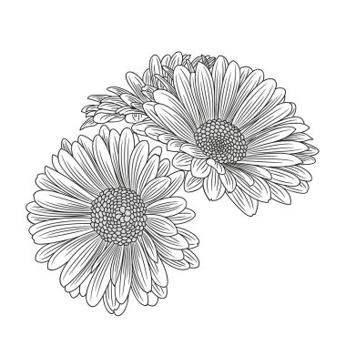 Soyut el çizimi papatya çayı. Tasarım elementi. Vektör illüstrasyonu.