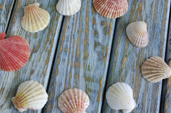Primeros planos de conchas marinas sobre tabla de madera vieja —  Fotos de Stock