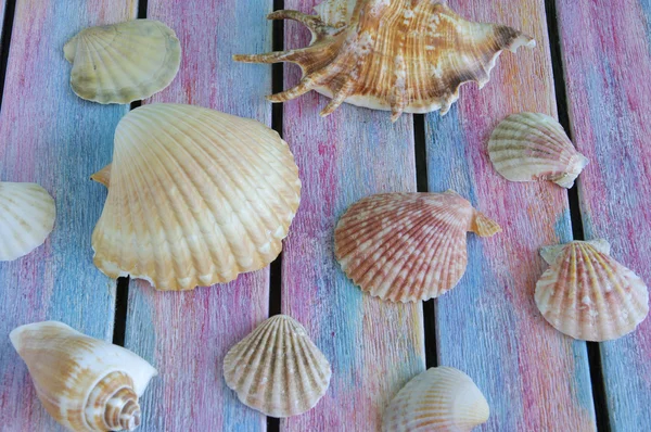 Közeli tengeri kagylókból a régi fa tábla — Stock Fotó