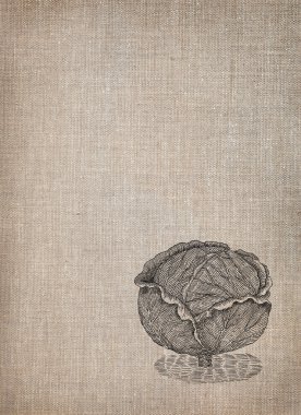 ? abbage illüstrasyon