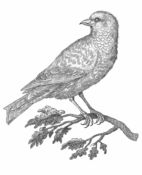 Kuş çizimi — Stok fotoğraf