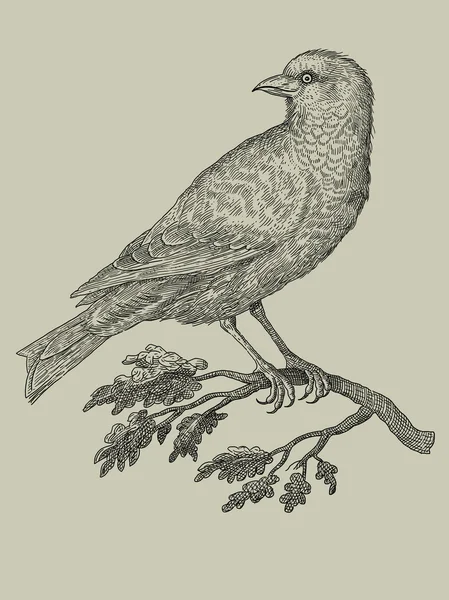 Bird illustration — Stock Photo, Image