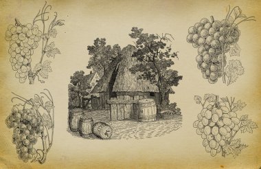 Vineyard illüstrasyon
