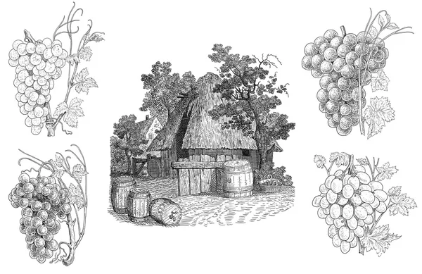 Vineyard illustration — Stock Photo, Image