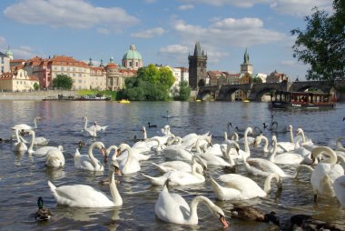 Prag. Prag'daki Charles Köprüsü ile ön planda kuğu resim.