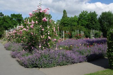 Prague, Çek Cumhuriyeti için Petrin Tepesi'nde gül bahçesi