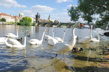 Prag Görünümü