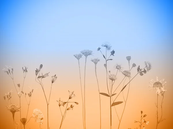 Blommig bakgrund — Stockfoto