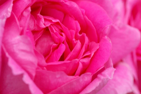 Rose flowers — Stock Photo, Image