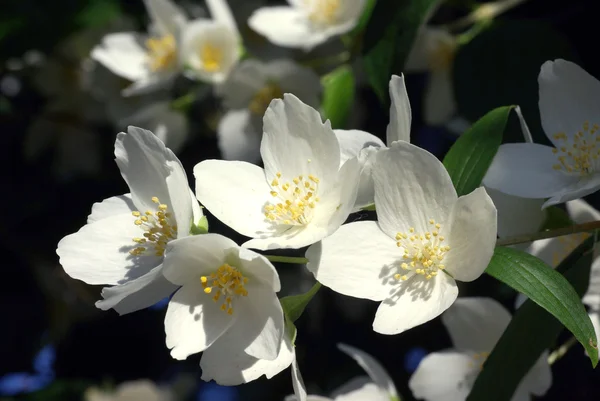 Rose flowers — Stock Photo, Image