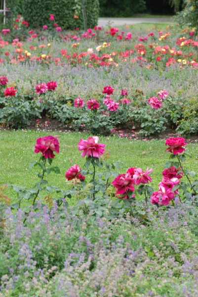 Rosenblommor — Stockfoto