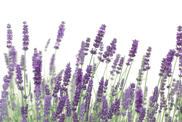 Flores de lavanda — Fotografia de Stock