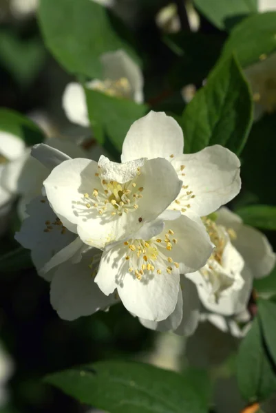 Apfelblüten der Frühlingssaison — Stockfoto