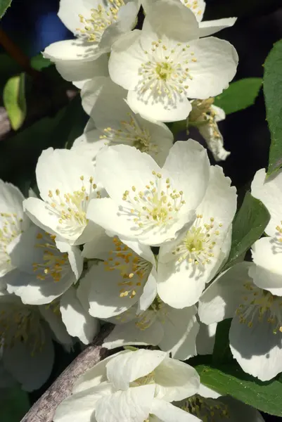 Flores de manzana de la temporada de primavera —  Fotos de Stock