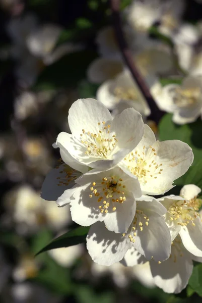 Flores de manzana de la temporada de primavera —  Fotos de Stock