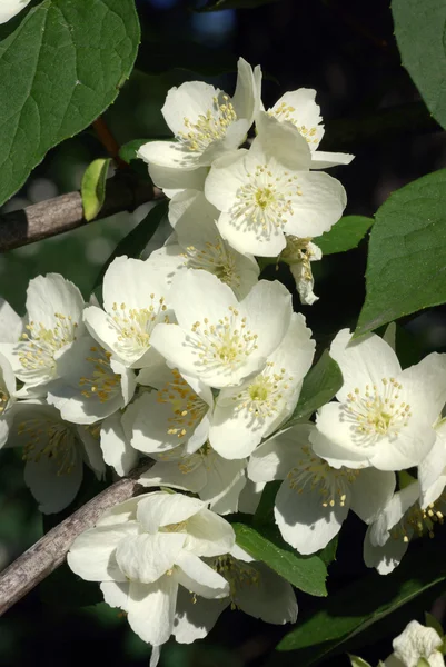 Apple bloemen van de lente seizoen — Stockfoto