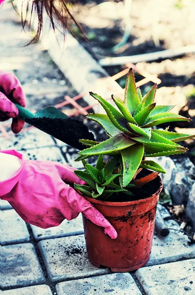 Aloe im Topf pflanzen — Stockfoto