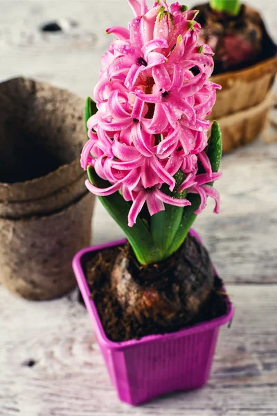 Blooming hyacinth in pot — Stock Photo, Image