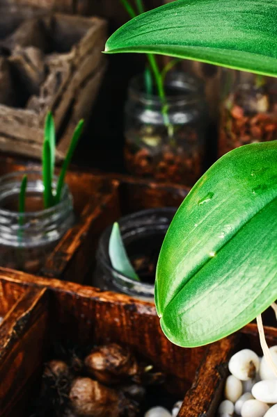 Brotes de plantas de primavera — Foto de Stock