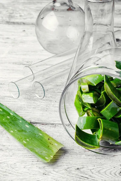 Potong tangkai aloe — Stok Foto