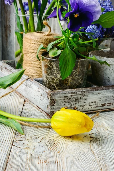 Spring decorative flowers — Stock Photo, Image