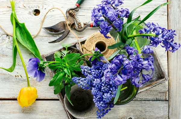 Spring decorative flowers — Stock Photo, Image