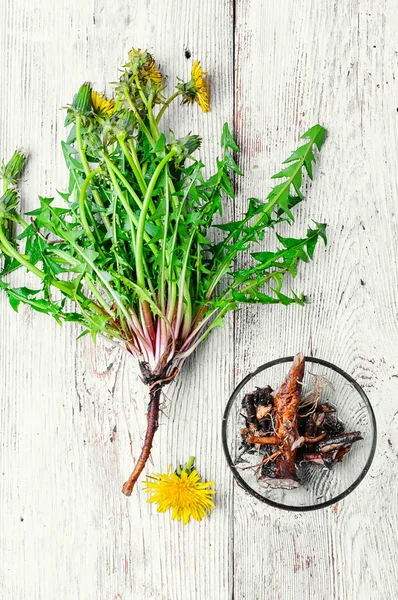 Rötter av maskros blomma — Stockfoto