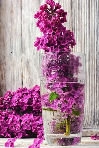 Puede lilas en jarrón —  Fotos de Stock