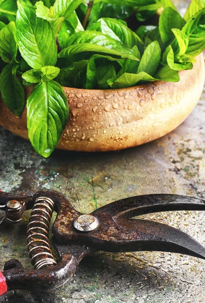 Foglie di menta profumate — Foto Stock