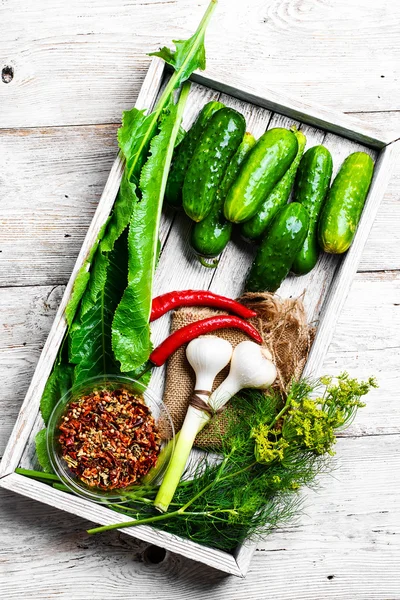 Fresh pickling cucumbers — Stock Image Fresh pickling cucumbers Royalty Free Stock Images